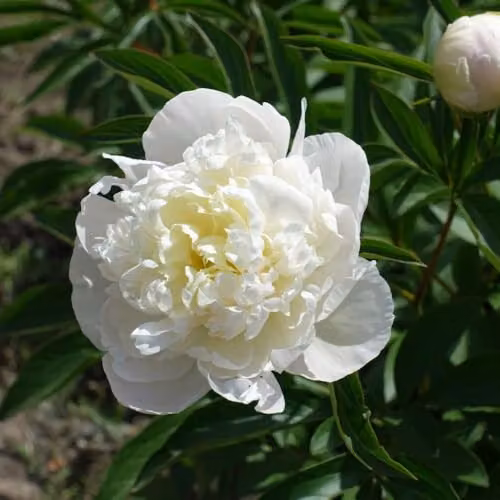 Thompson & Morgan Tree Peony White Large Double Flowering Ornamental Shrub, 2 x 12cm Pots