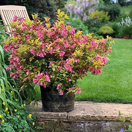 Thompson & Morgan Weigela Magic Carpet Dwarf Hardy Ornamental Shrub with Orange Foliage and Pink Blooms, 2 x 9cm Potted Plants – 1