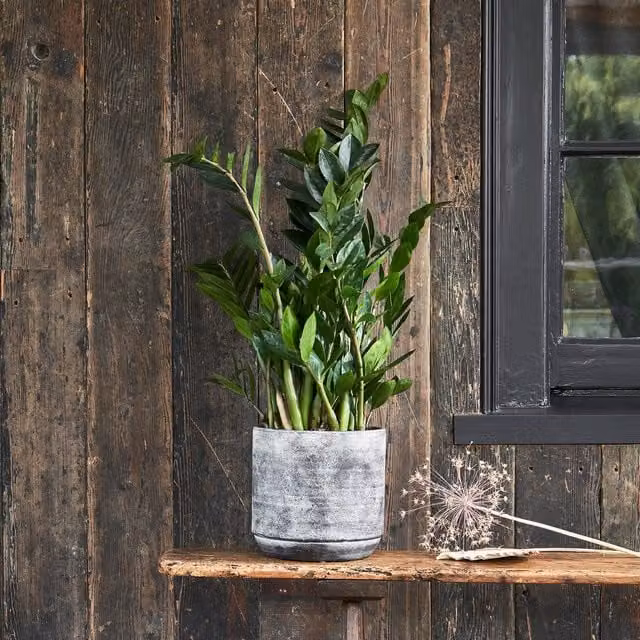 Ivyline Tivoli Round Tabletop Planter, Mid Grey, H 25 cm x D 26 cm – 1