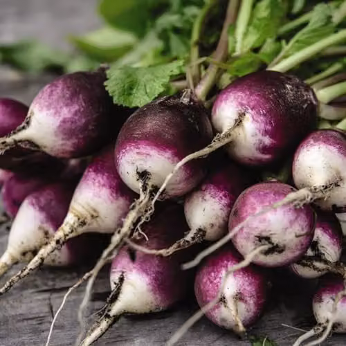 Thompson & Morgan Radish Diana Seeds with Two-Toned Purple and White Roots – 1