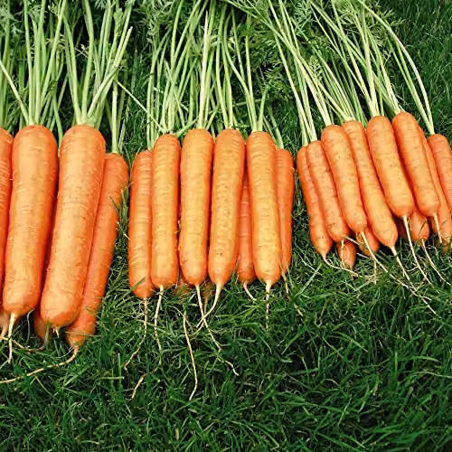 Thompson and Morgan Sweet Candle F1 Hybrid Carrot Seeds, Orange, 250 Seeds