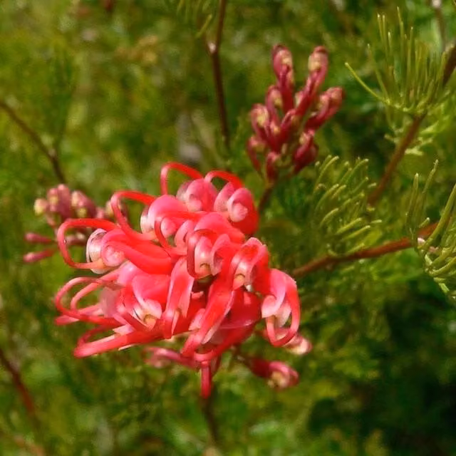 Direct Plants Grevillea Olympic Flame Pink and Red Evergreen Ornamental Garden Shrub