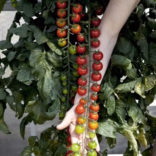 Thompson & Morgan Tomato Rapunzel F1 Sweet Cherry Tomato Seeds, Red, 1x Seed Packet