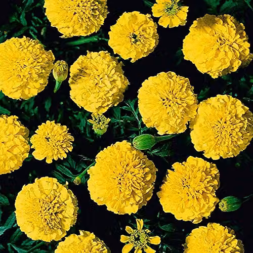 Thompson and Morgan Marigold Boy O' Boy Yellow Flower Seeds, 115 Seeds per Packet