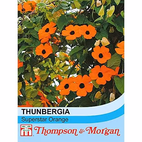 Thompson and Morgan Thunbergia Alata Superstar Orange Black-Eyed Susan Climber Flower Seeds, 12 Seeds – 2
