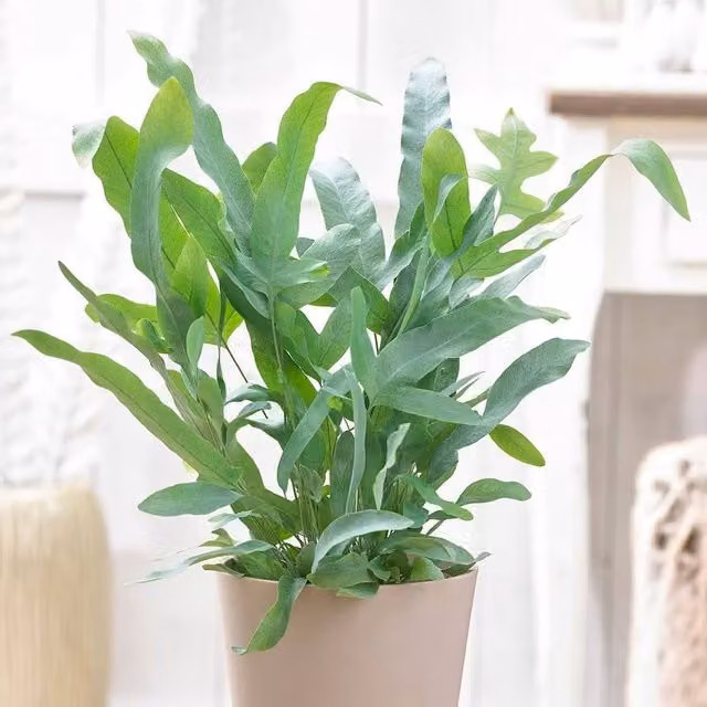 Primrose Phlebodium Aureum Blue Star Golden Polypody Indoor Plant in a 13cm Green Pot, 30cm Tall