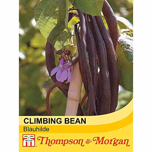 Thompson and Morgan Climbing Bean Blauhilde (Phaseolus vulgaris) Purple Vegetable Seeds, 70 Seeds – 2