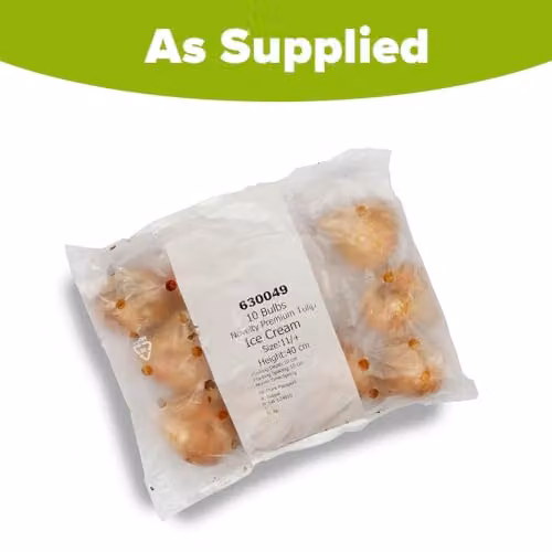 YouGarden Novelty Premium Tulip Ice Cream Spring Flower Bulbs, Set of 10 Pink and White Bulbs for Autumn Planting – 4