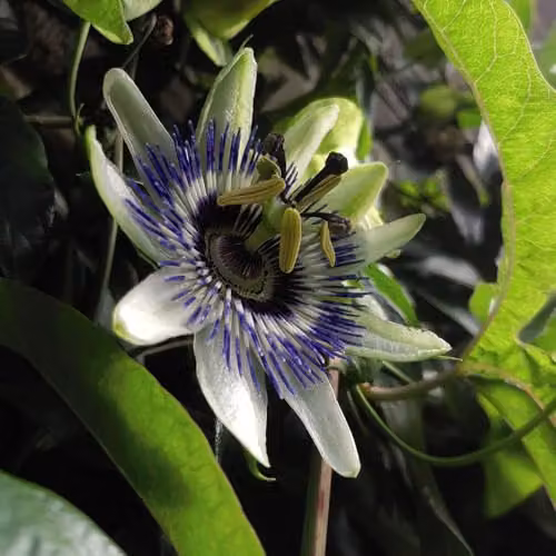 Thompson & Morgan Passiflora caerulea Exotic Climber with White, Purple and Orange Flowers and Edible Fruits, 1x 9cm Potted Plant – 2