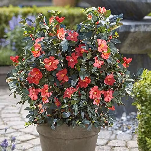 Thompson and Morgan Camellia 1001 Summer Nights Jasmine Ornamental Shrub, 2 x 1.6 Litre Pots
