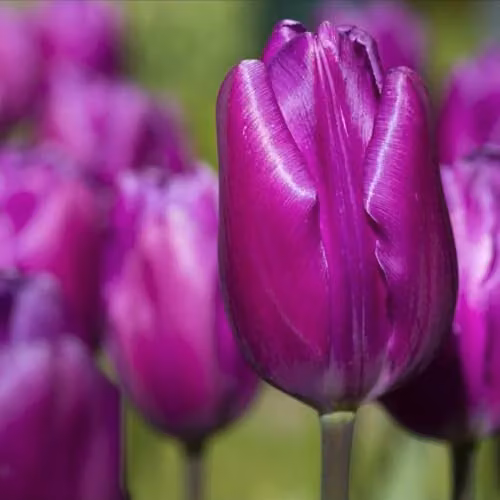 Thompson & Morgan Purple Flag Tulip Bulbs, 8 Bulbs