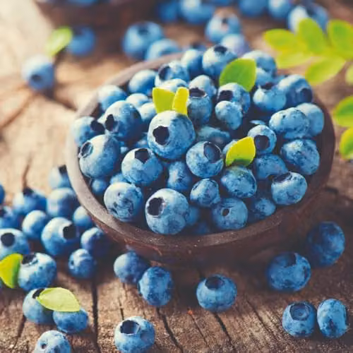 Thompson & Morgan Blueberry Duke RHS Award Winning Early to Mid-Season Variety, 3 x 9cm Pots – 2
