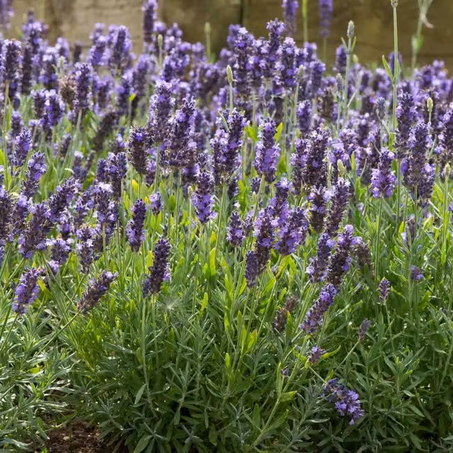 Unwins Blue Spear Lavender Flower Seeds, Blue/Purple/Grey
