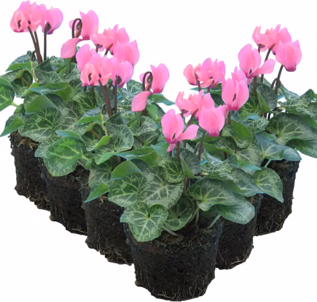 Plants by Post Salmon Cyclamen Perennial Outdoor Plant, Pack of 6