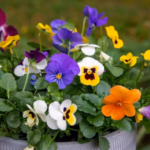 Marshalls Garden Viola Sorbet Mix Multicolour Bedding Plant