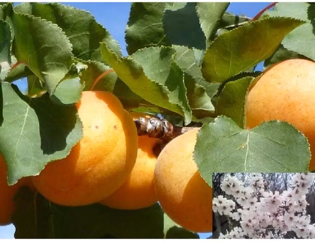 Directplants Moorpark Apricot Fruit Tree, 12L Pot, 6ft