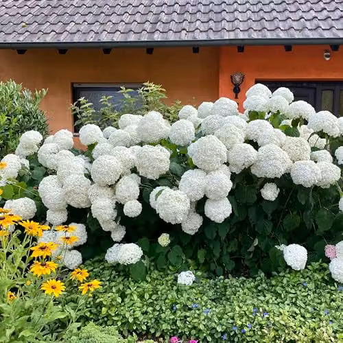 Thompson & Morgan Hydrangea Arborescens Annabelle White Ornamental Shrub, 3 x 12L Pots – 2