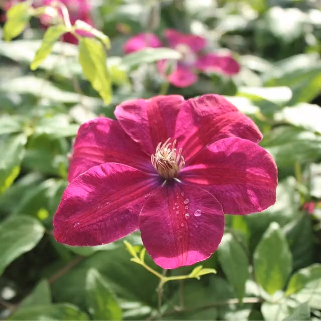 Plants By Post Clematis Rouge Cardinal Red Perennial Climbing Outdoor Plant