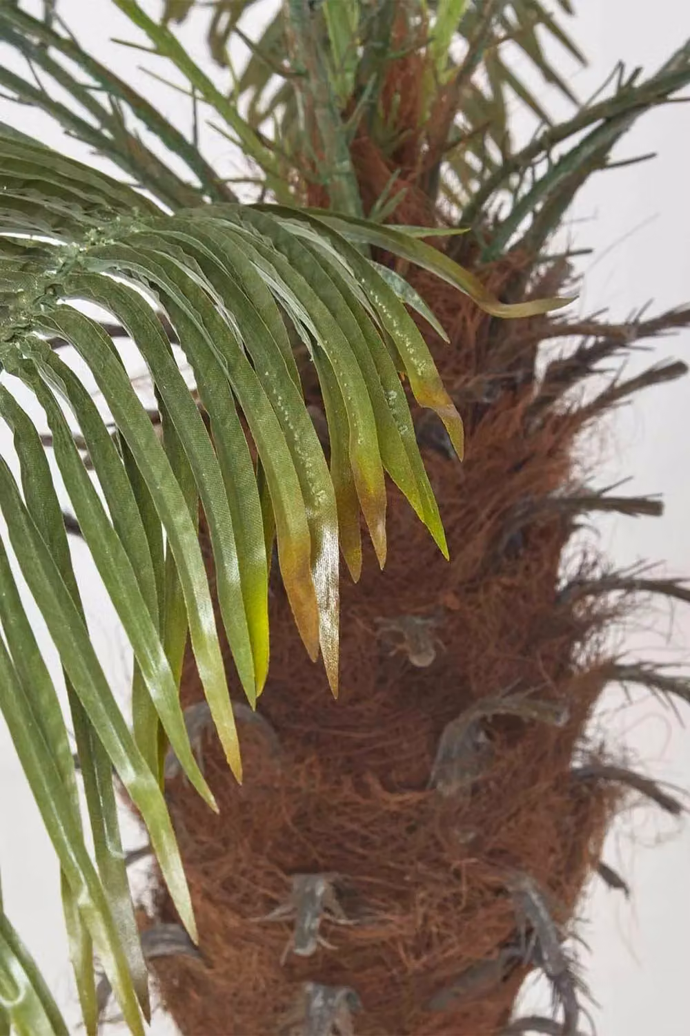Homescapes Phoenix Palm Tree in Pot, Green, Height: 160 cm – 3