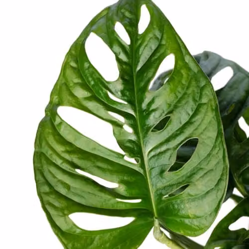 Thompson and Morgan Monstera Adansonii Potted Indoor Perennial Plant with Green Heart-Shaped Foliage, 1x 10.5cm Pot