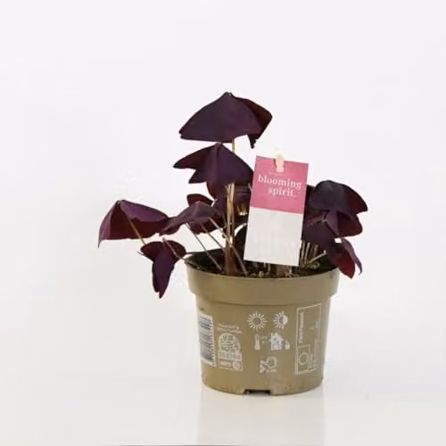 Thompson & Morgan Oxalis triangularis Mijke Purple Butterfly Houseplant with White and Pink Flowers, 1x 12cm Potted Plant – 3