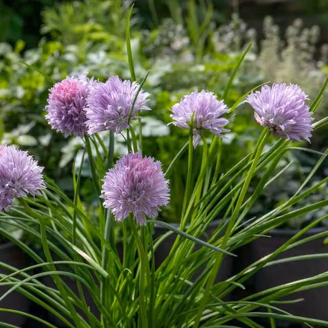 Marshalls Chive Plant (Allium schoenoprasum), Green and Purple Perennial Herb, Pack of 3