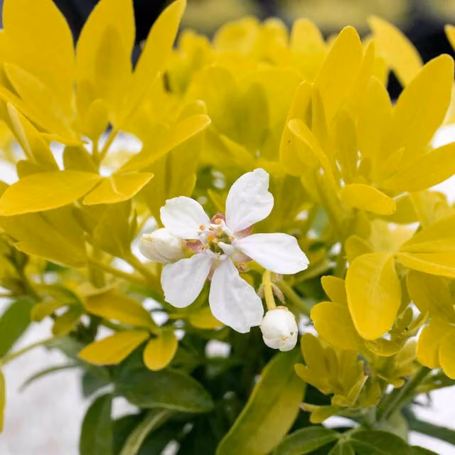 Marshalls Garden Choisya Sundance Ornamental Shrub, Yellow and White