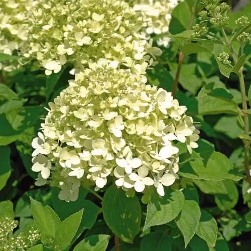 Thompson & Morgan Hydrangea paniculata Limelight Ornamental Shrub, 3 x 9cm Potted Plants, White and Green – 3