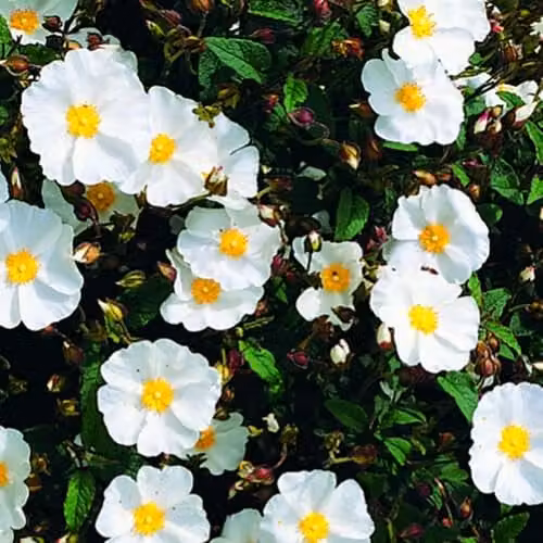 Thompson & Morgan Cistus corbariensis Rock Rose, Hardy Evergreen Ornamental Shrub with White Flowers, 3 Litre Pot