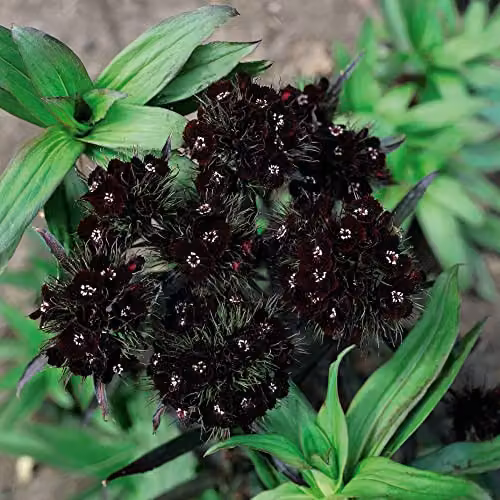Thompson and Morgan Dianthus barbatus nigrescens Sooty Sweet William Hardy Perennial Flower Seeds, Maroon-Brown Blooms, 30 Seeds