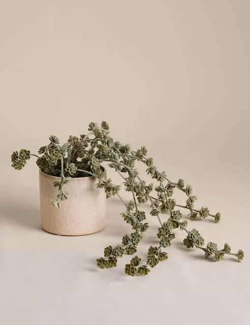 M&S Trailing Succulent in a Green Ceramic Pot