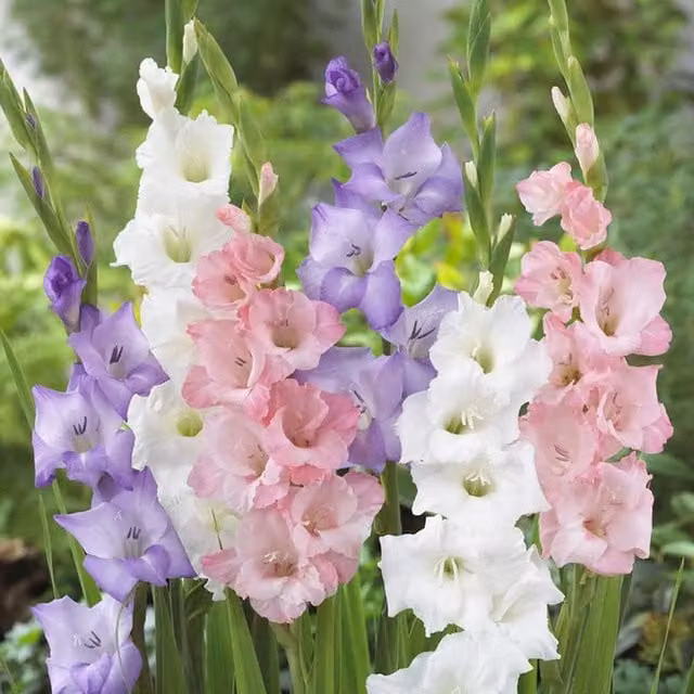 Plants By Post Pack of 10 Large Mixed Pastel Gladioli Bulbs in Pink and Multicolour