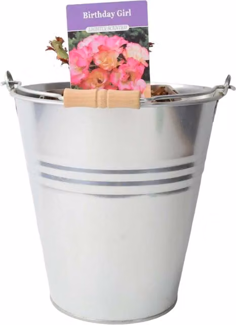 Plants by Post Rose Birthday Girl Pink Cream Floribunda Garden Rose, 5.5 l Pot