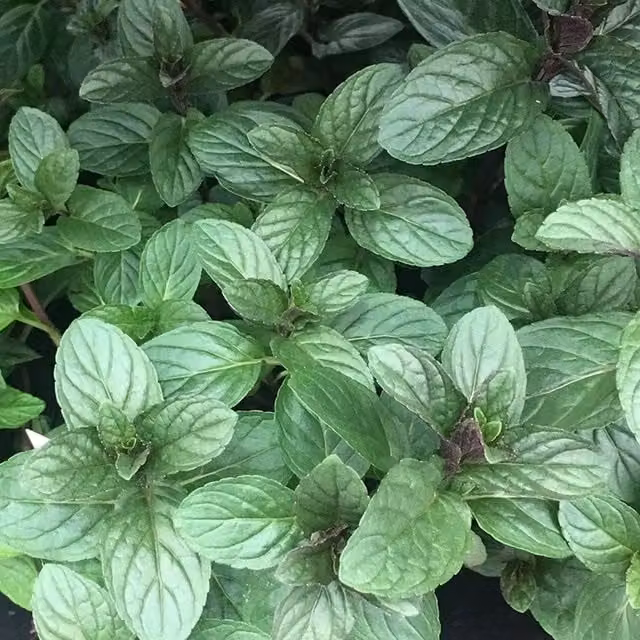 Set of 3 Chocolate Mint Mentha x Piperita F. Citrata Perennial Herb Garden Plants in 9cm Pots