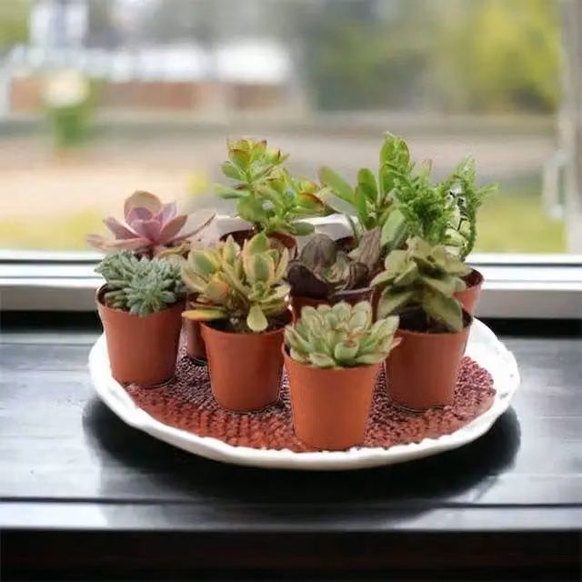 Plants by Post Pack of 10 Easy Care Mixed Indoor Succulent Plants in Green, Purple and Silver