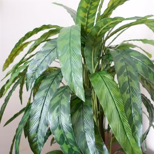 Leaf Design UK Variegated Artificial Calathea Plant in Green, Height: 90 cm – 2