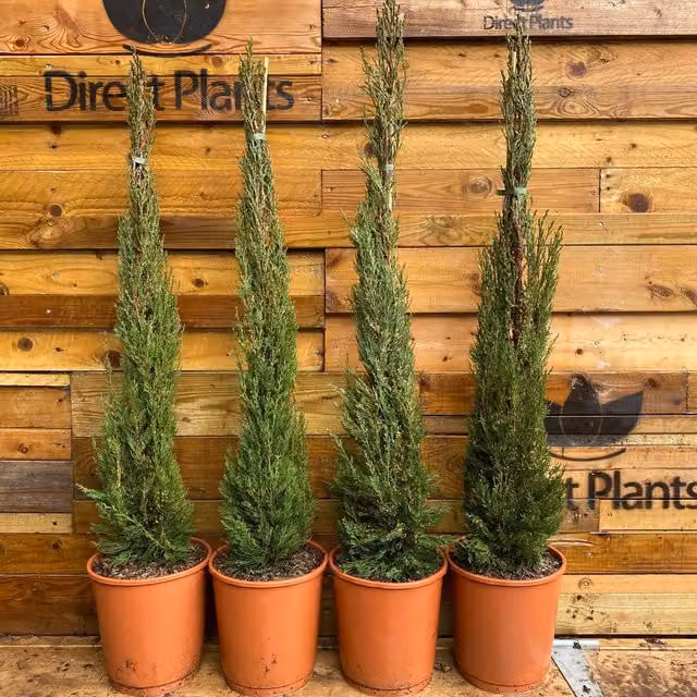 Direct Plants Italian Cypress Tree Cupressus Sempervirens, Green, Height: 91.44 cm, 7.5 L Pot