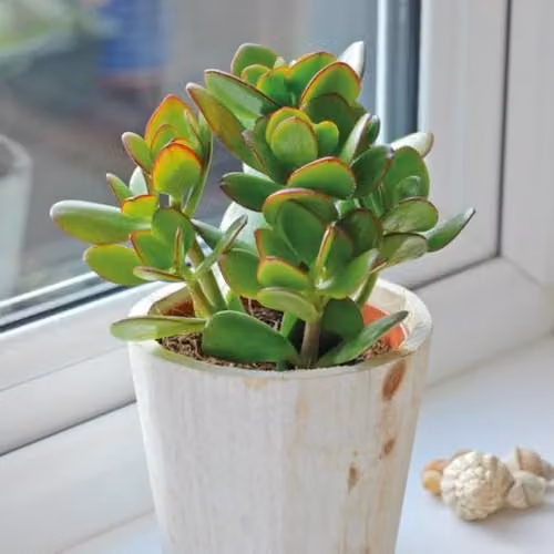 Thompson & Morgan Set of 3 Crassula Ovata Jade Plant Succulents with Green Leaves and Red-Brown Edging in 12cm Pots