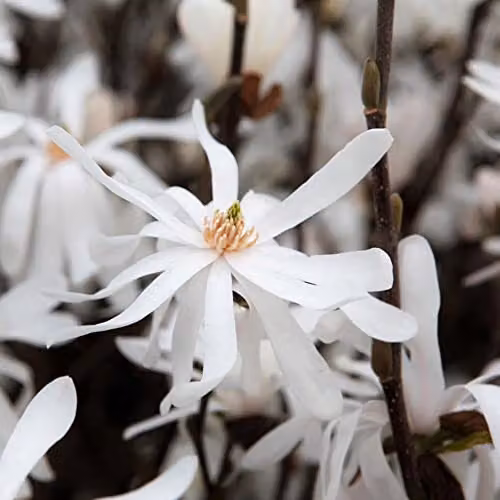 Thompson and Morgan Star Magnolia stellata Royal Star White Flowering Ornamental Shrub, 3.5 Litre Potted Plant – 2