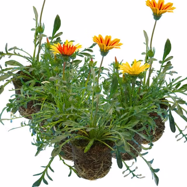 The Rose Press Garden Gazania Bedding Plant, Mixed Yellow and Multicolour, Pack of 6