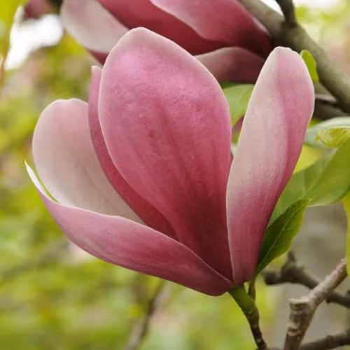 Thompson & Morgan Magnolia Satisfaction Compact Flowering Ornamental Tree with Pale Pink Blooms, 3 Litre Pot