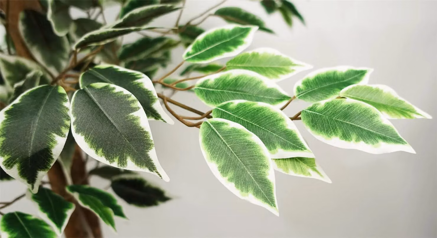 Leaf Green Artificial Silk Ficus Tree, Height: 150 cm – 5