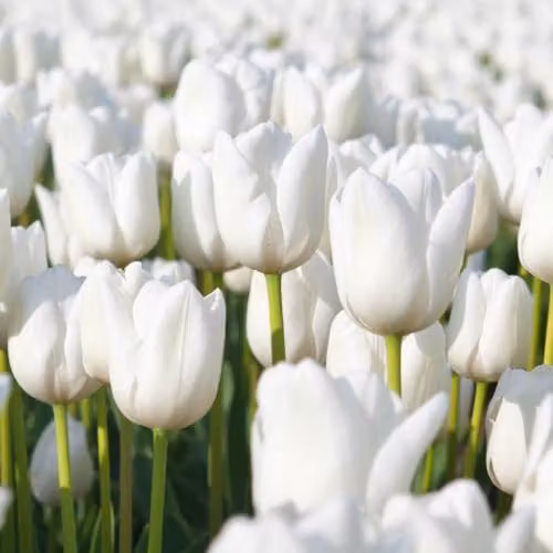YouGarden Triumph White Tulip Bulbs, 30 Bulbs, for Autumn Planting and Spring Flowering – 3