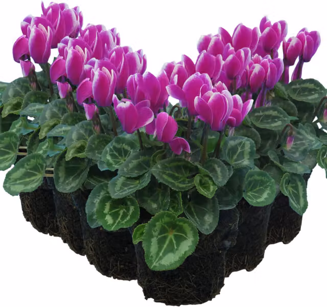 Plants by Post Purple Cyclamen Perennial Bedding Plant, 6 Pack
