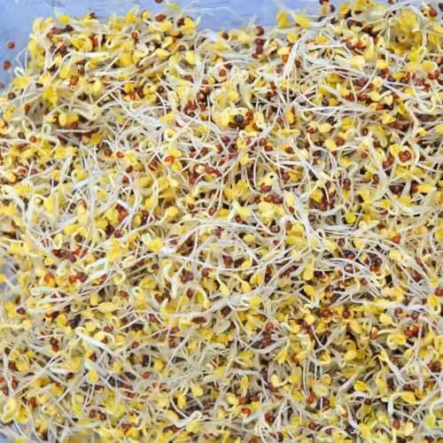 Thompson & Morgan Broccoli Green Sprouting Seeds