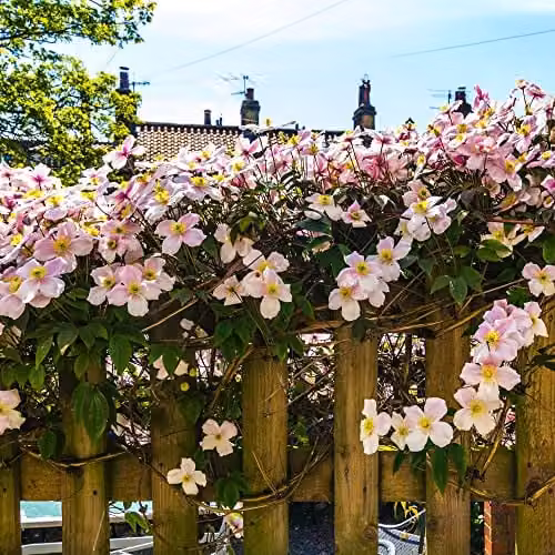 Thompson & Morgan Clematis Montana Mayleen Pink Fragrant Perennial Climber, 2 x 7cm Potted Plants – 2