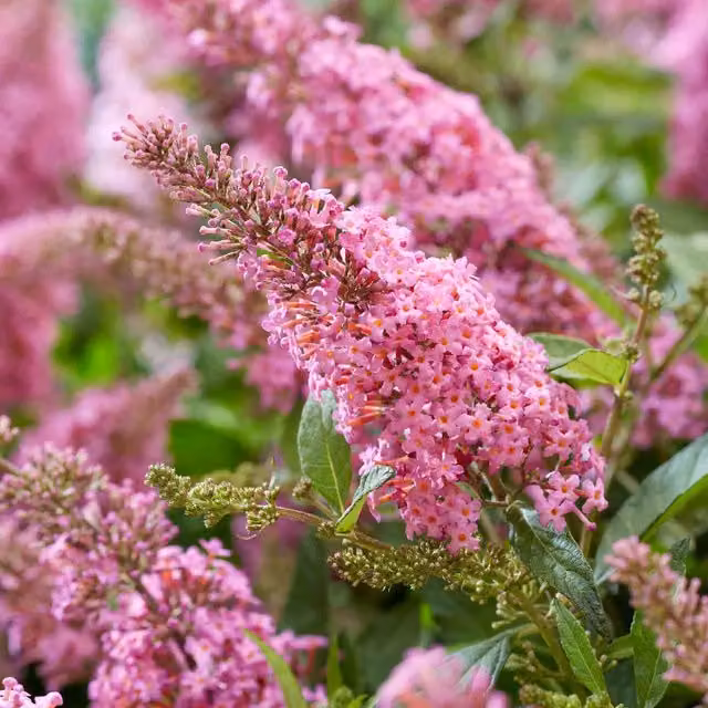 Marshalls Garden Butterfly Candy Little Pink Buddleja Ornamental Shrub, Pink and Blue