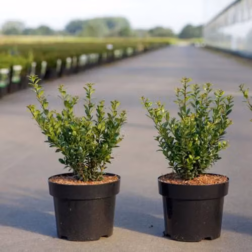 Thompson and Morgan Ilex crenata Caroline Upright Japanese Holly Shrub, Green, 3 Litre Pot – 2