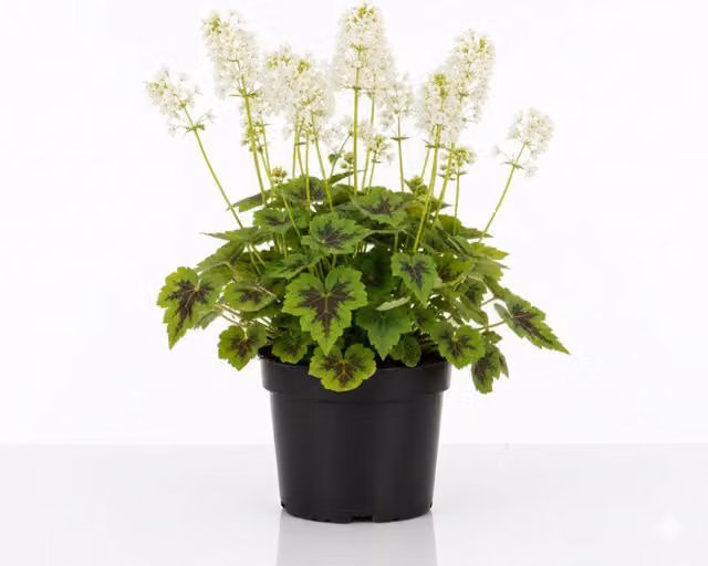 Plants by Post Tiarella Sugar and Spice Foamflower Shade Loving Perennial, Pink and White, 2L Pot