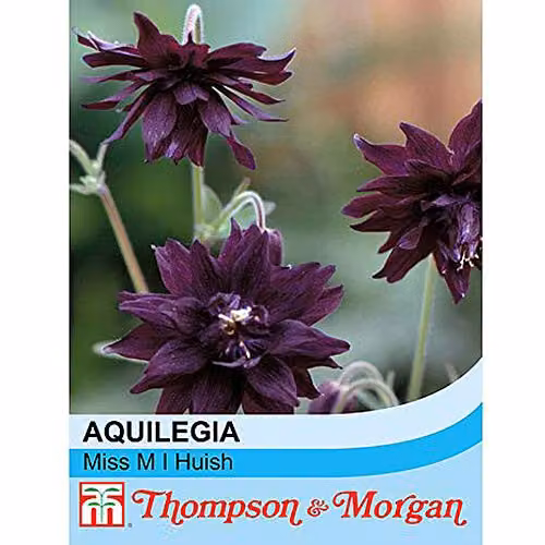 Thompson and Morgan Aquilegia vulgaris Miss M.I. Huish Columbine Seeds, 50 Seeds – 2
